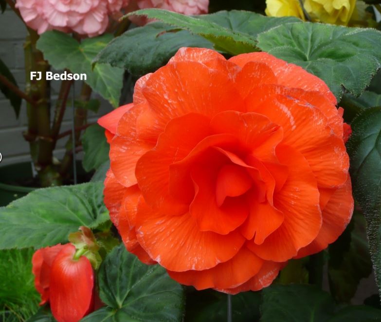 B. ‘F. J. Bedson’